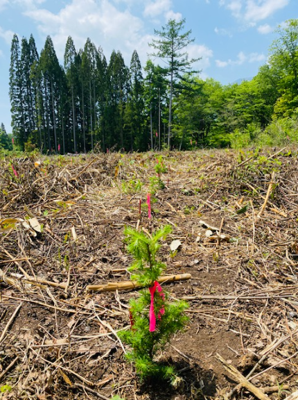 円建社債の販売手数料の一部を用いて長野県信濃町で植林活動を実施