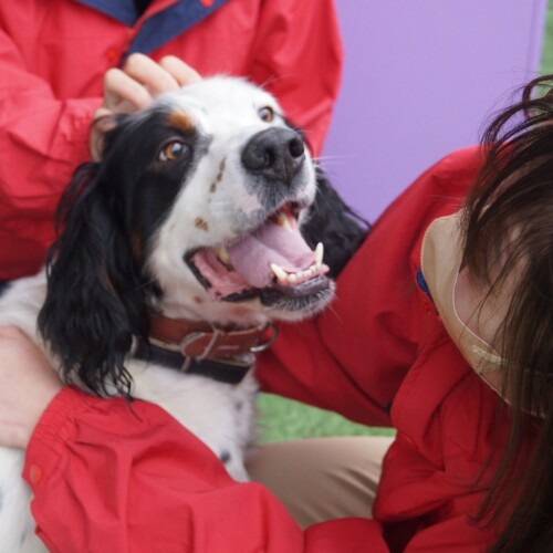 藤和那須リゾート株式会社の保護犬活動「SOS活動」について