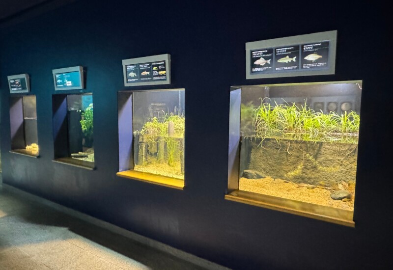 水族展示室「よみがえれ！日本の淡水魚」コーナーほかの展示を再開しました