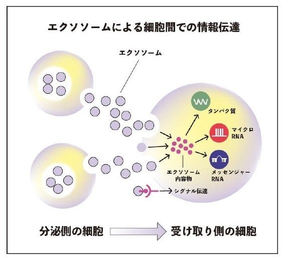【 化粧品原料研究開発 プロジェクト始動 】 ヒトサイタイ血由来幹細胞エクソソームでスキンケアを革新！