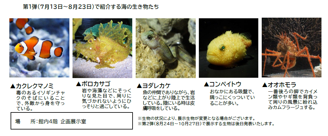 【アクアワールド茨城県大洗水族館】“すみっコぐらし”が今年もアクアワールド・大洗にやってくる！すみっコぐ...