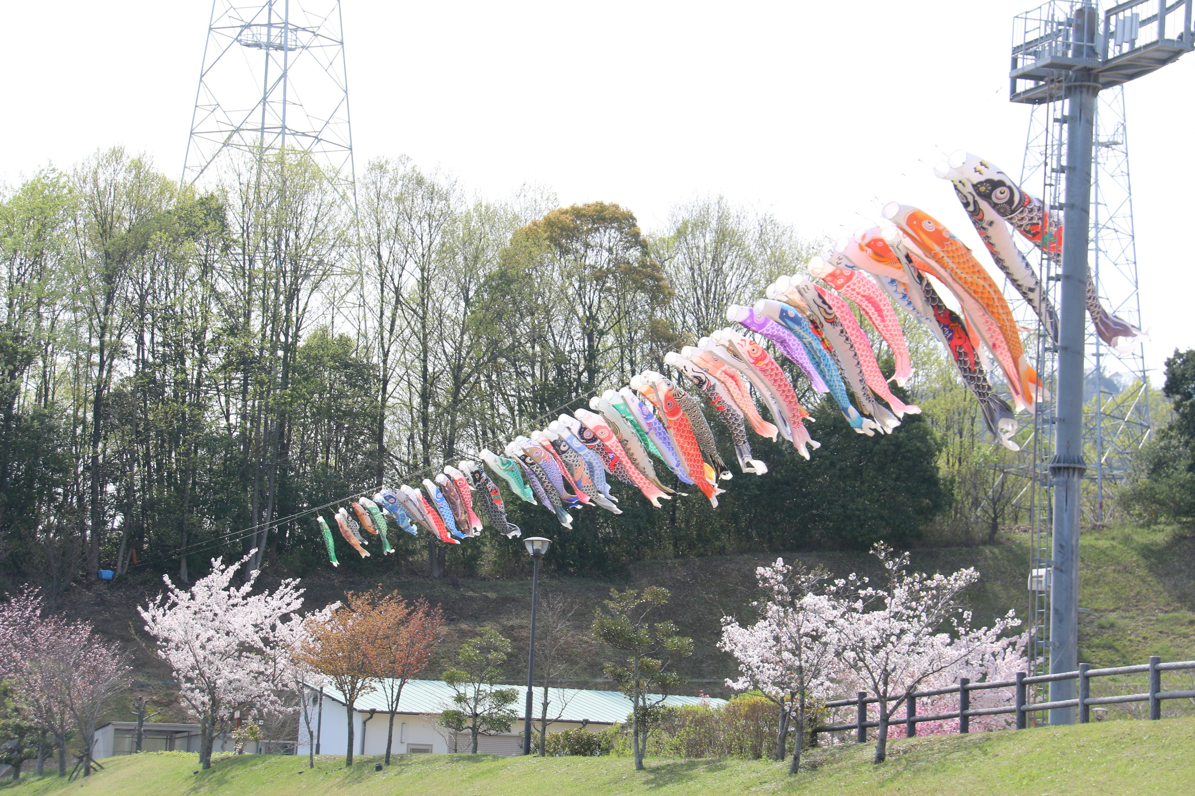 5月 こいのぼりの様子