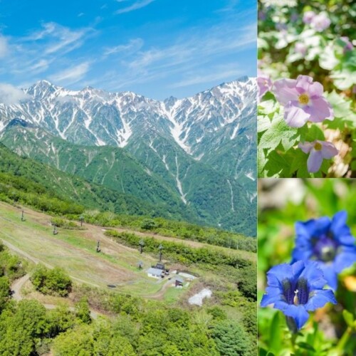 白馬五竜、6月22日からグリーンシーズン営業開始。高山植物園では色鮮やかな花や植物が見頃に