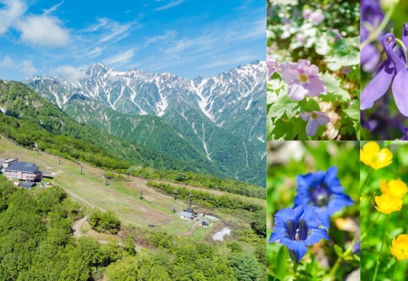 白馬五竜、6月22日からグリーンシーズン営業開始。高山植物園では色鮮やかな花や植物が見頃に