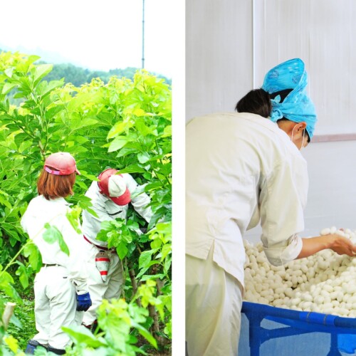 【パーソルダイバース】障害のある社員が養蚕の担い手に。生産した283キロの繭を群馬県富岡市で2024度初出荷