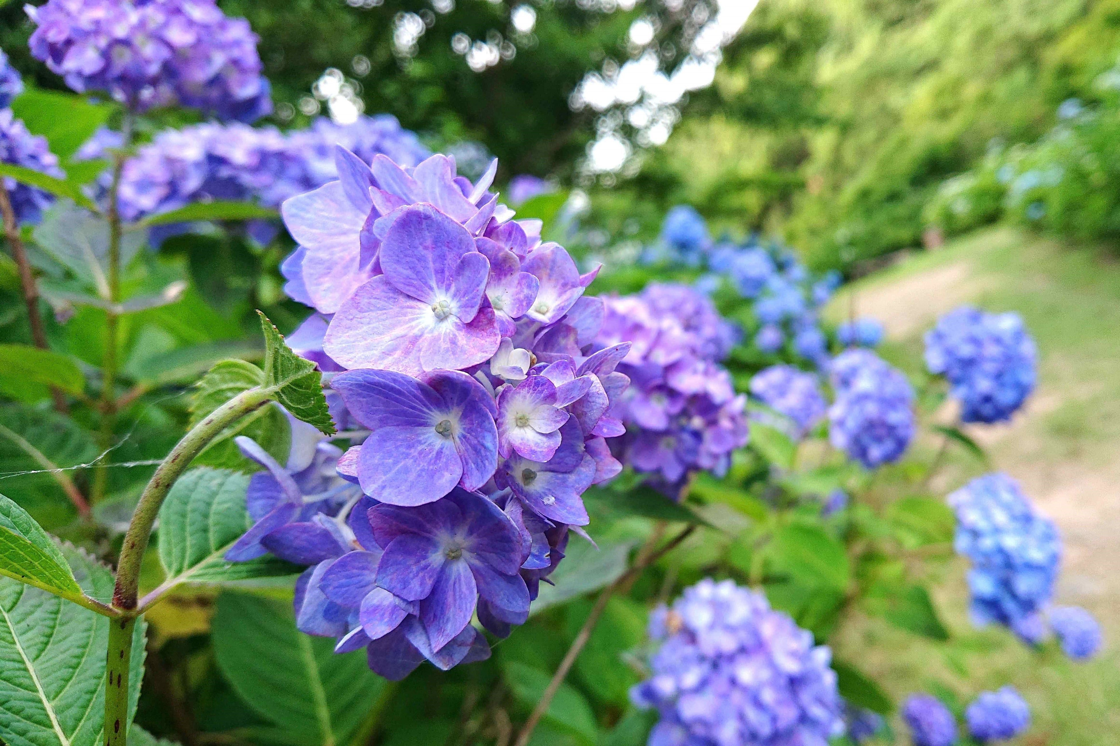 和歌山森林公園のあじさい