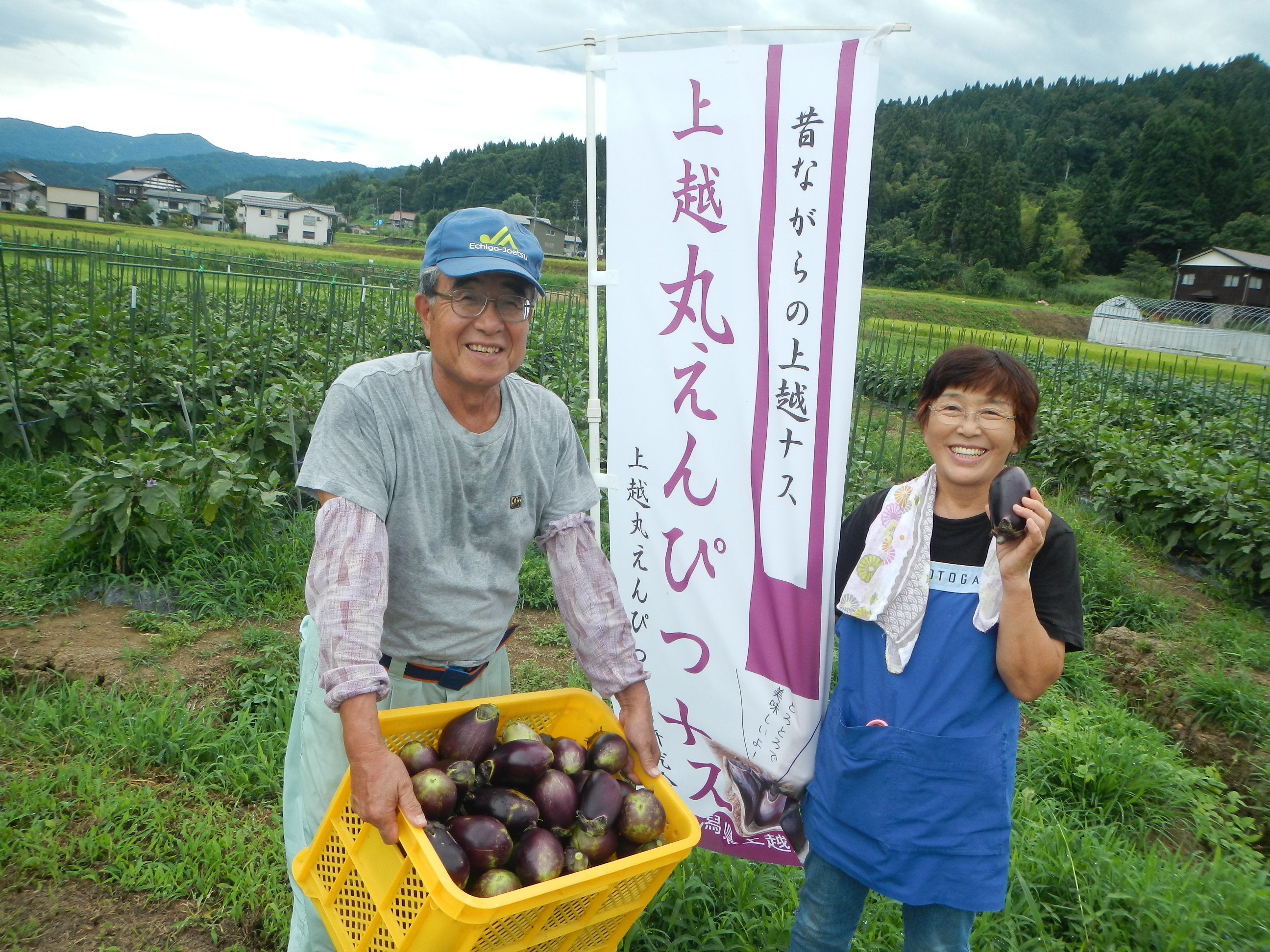 ７４歳イノベータ農家が環境配慮型の栽培に挑戦！「丸えんぴつなす」が旬を迎える