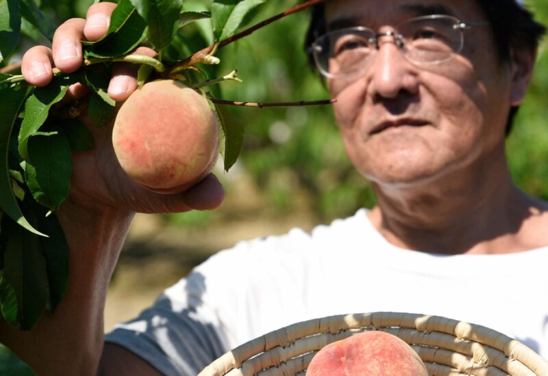 【兵庫県川西市2024】 川西特産早生の「桃」が今年も食べ頃に