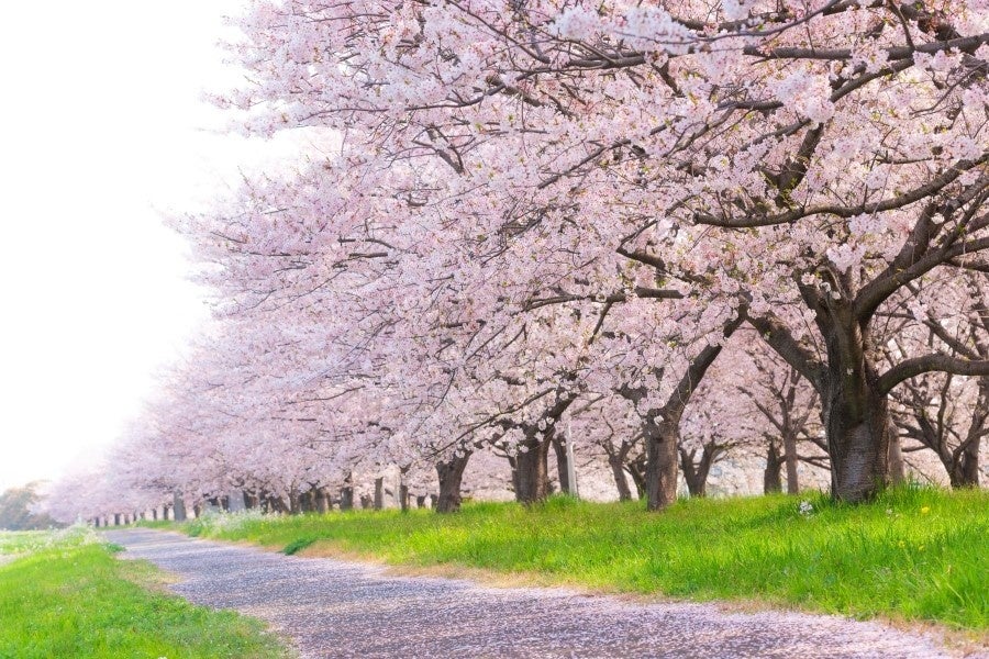 6月の環境月間にあわせて、環境に貢献する住まいの輪を広げる『地球にやさしい暮らし方』キャンペーンを実施