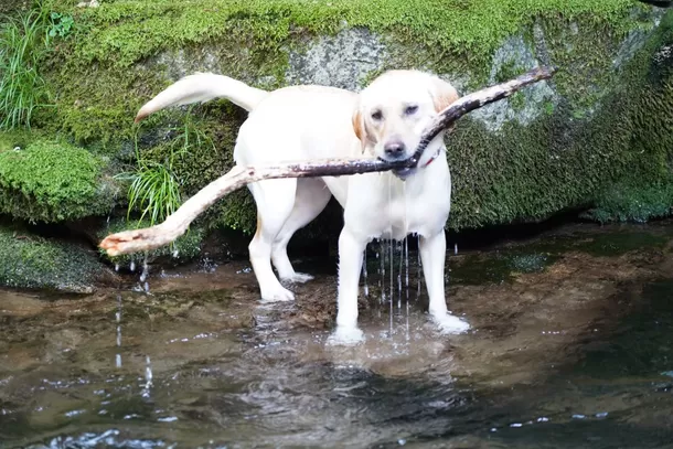 愛犬の命を奪う「水中毒」予防！真夏の水遊びに
持ち運び便利な「甘酒MISO」、販促強化を実施