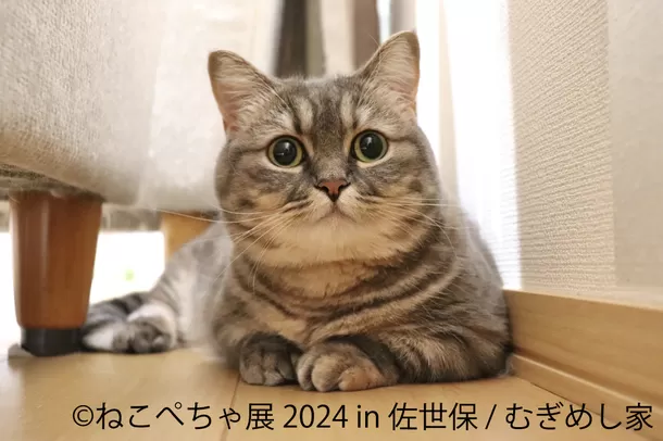 癒し可愛いねこ×ぶひ可愛い鼻ぺちゃ犬作品が佐世保に集結♪
新企画「ねこぺちゃ展」7/13～初開催！SNS未公開作品も多数展示