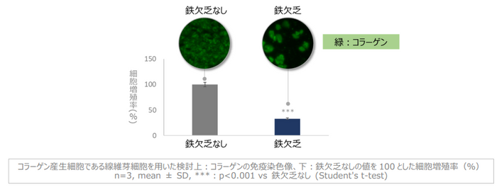 図1　鉄欠乏によるコラーゲン産生細胞の増殖抑制とコラーゲンの減少