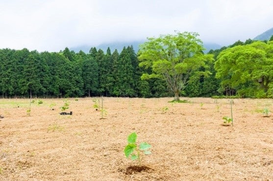 自社栽培した早生桐の廃材を活用したアロマを配合したフレグランスを展開