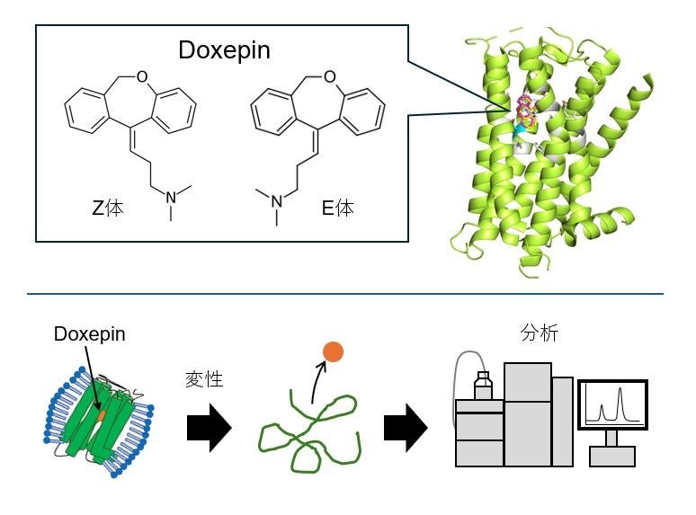 抗ヒスタミン薬Doxepinの異性体による結合特性のちがいを解明 ～次世代抗ヒスタミン剤の設計へ向けた新たな知...
