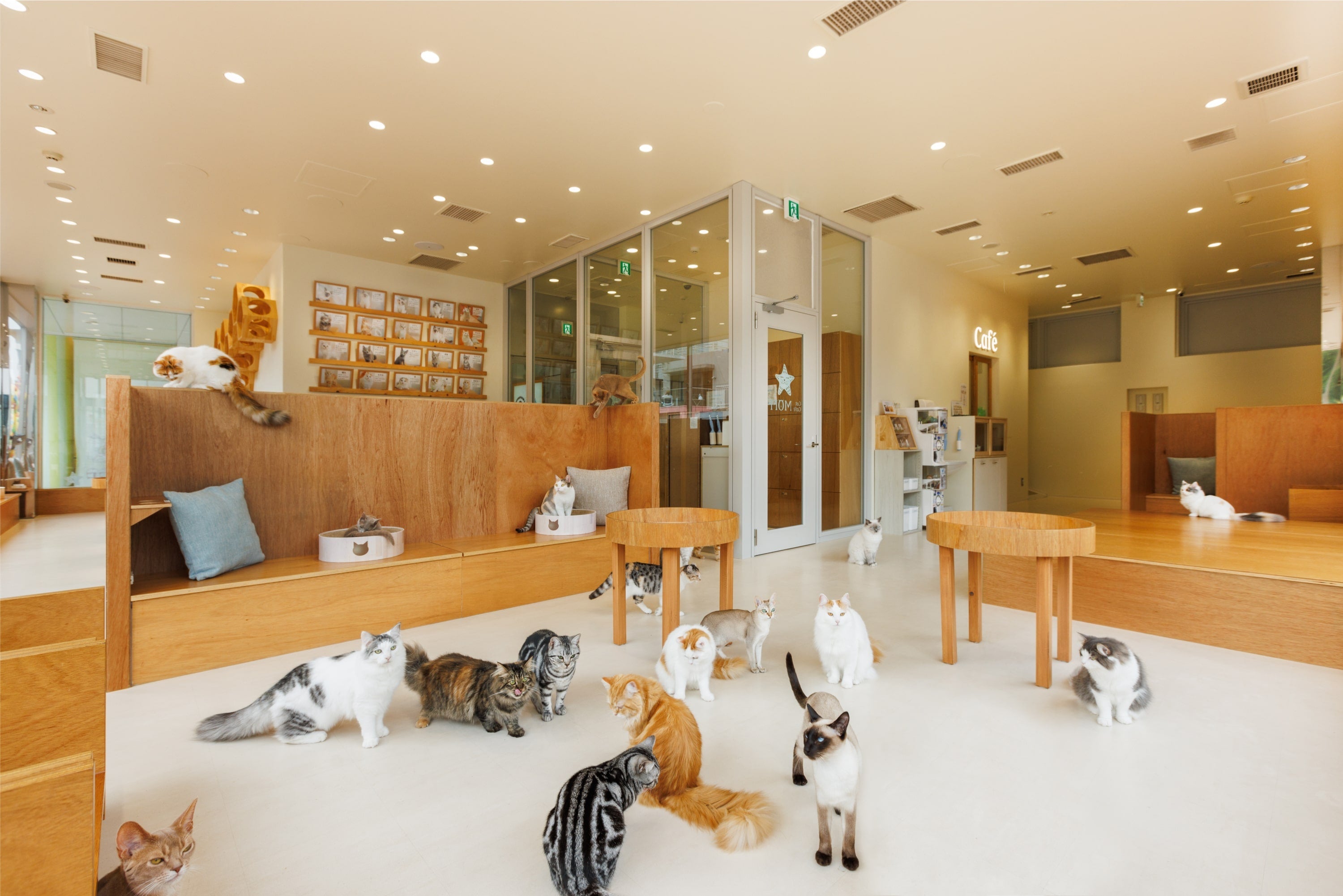 夏休みはネコまみれ！ネコカフェ『Cat Café MOFF イオンモール浜松志都呂店』OPEN！