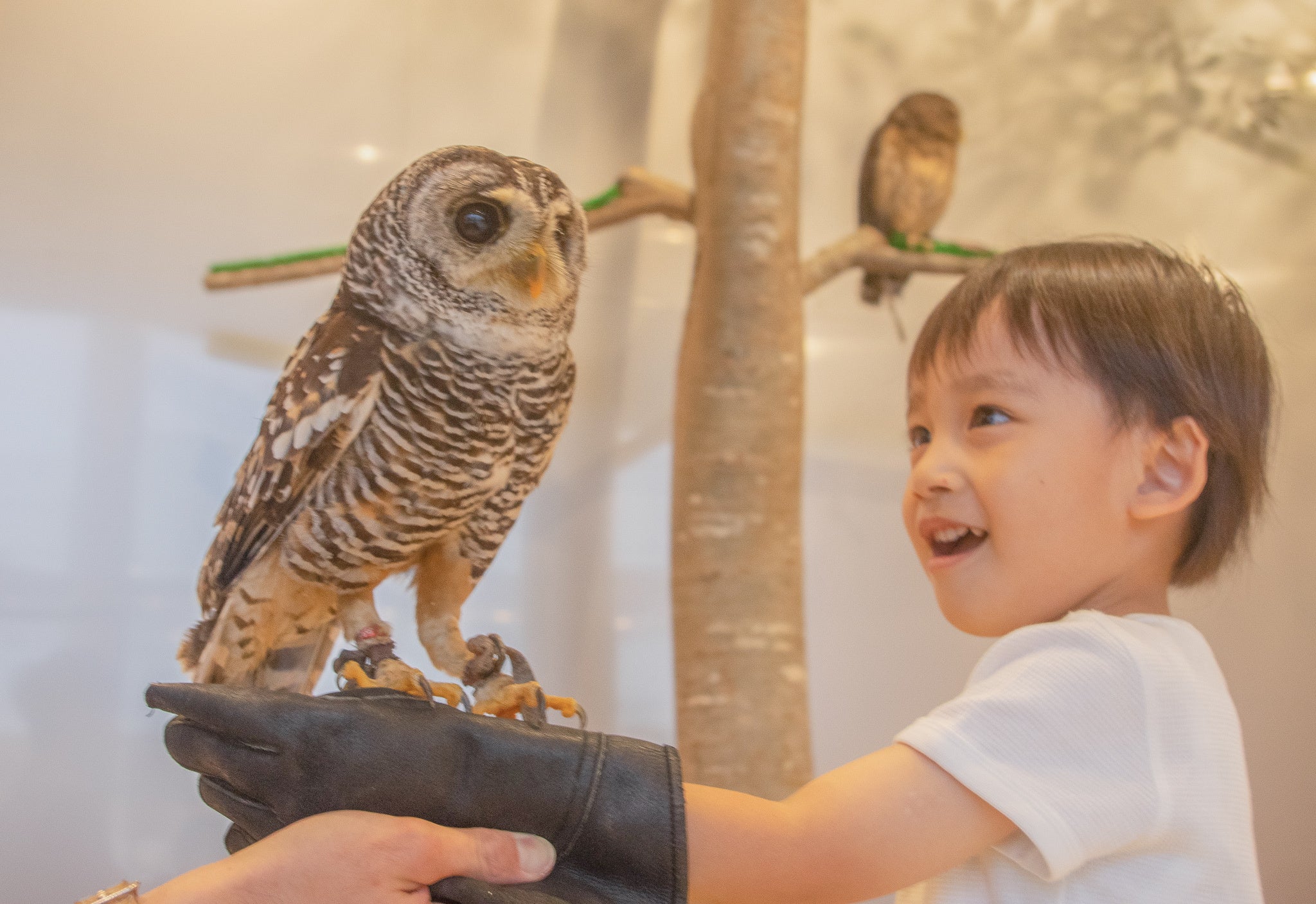 『Moff animal cafe 海老名ビナウォーク店』がオープン！夏休みはたくさんの動物たちとふれあいの時間を！