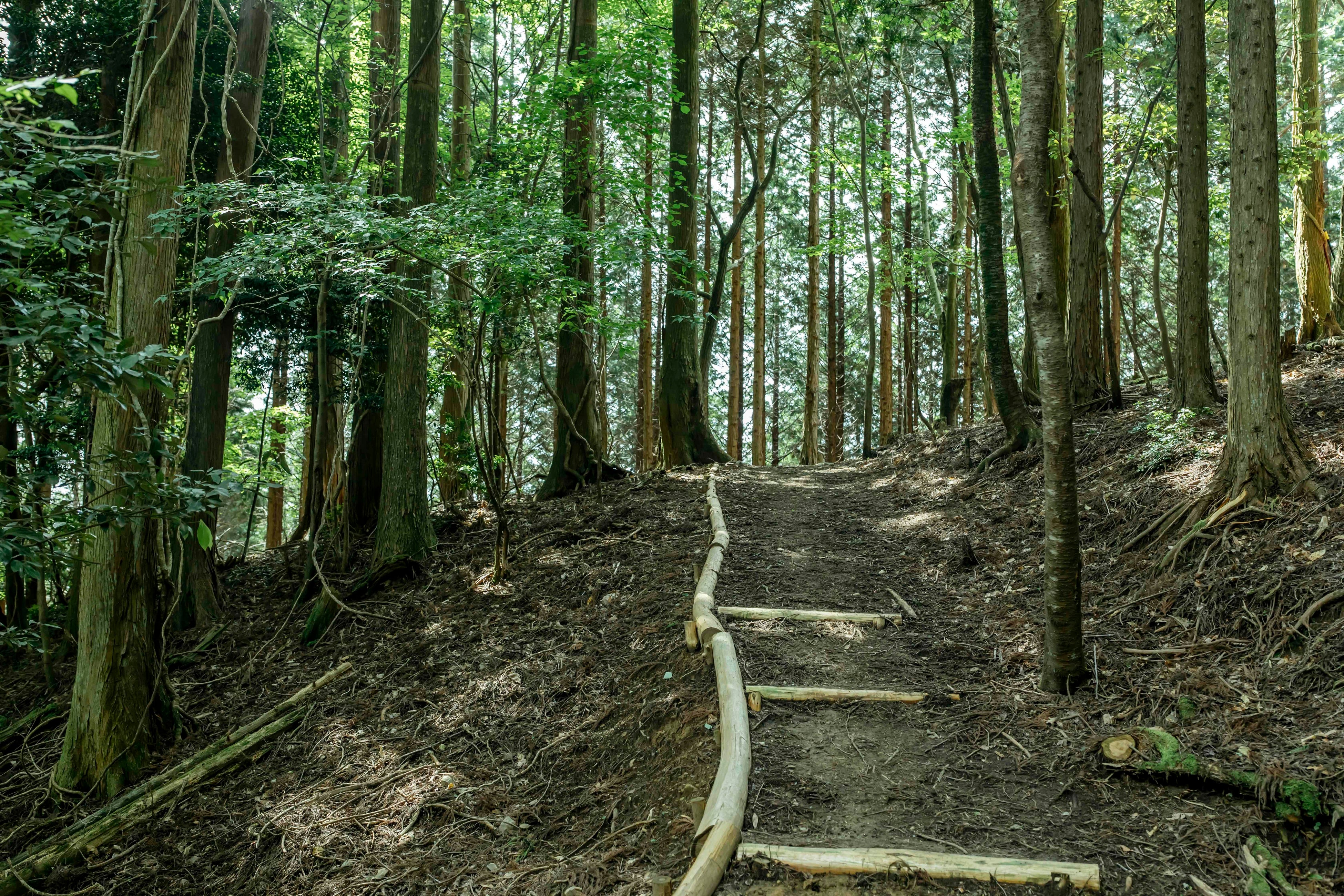 循環葬®︎RETURN TO NATUREが7/21（日）「森の物語を聞くFOREST TRAIL」を開催