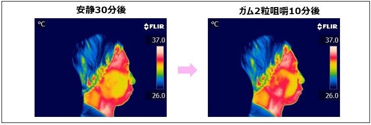 ガムを噛むことにより、顔の筋活動・表面温度が上昇することが明らかに！石原医師「“夏老け肌”対策には顔の新...