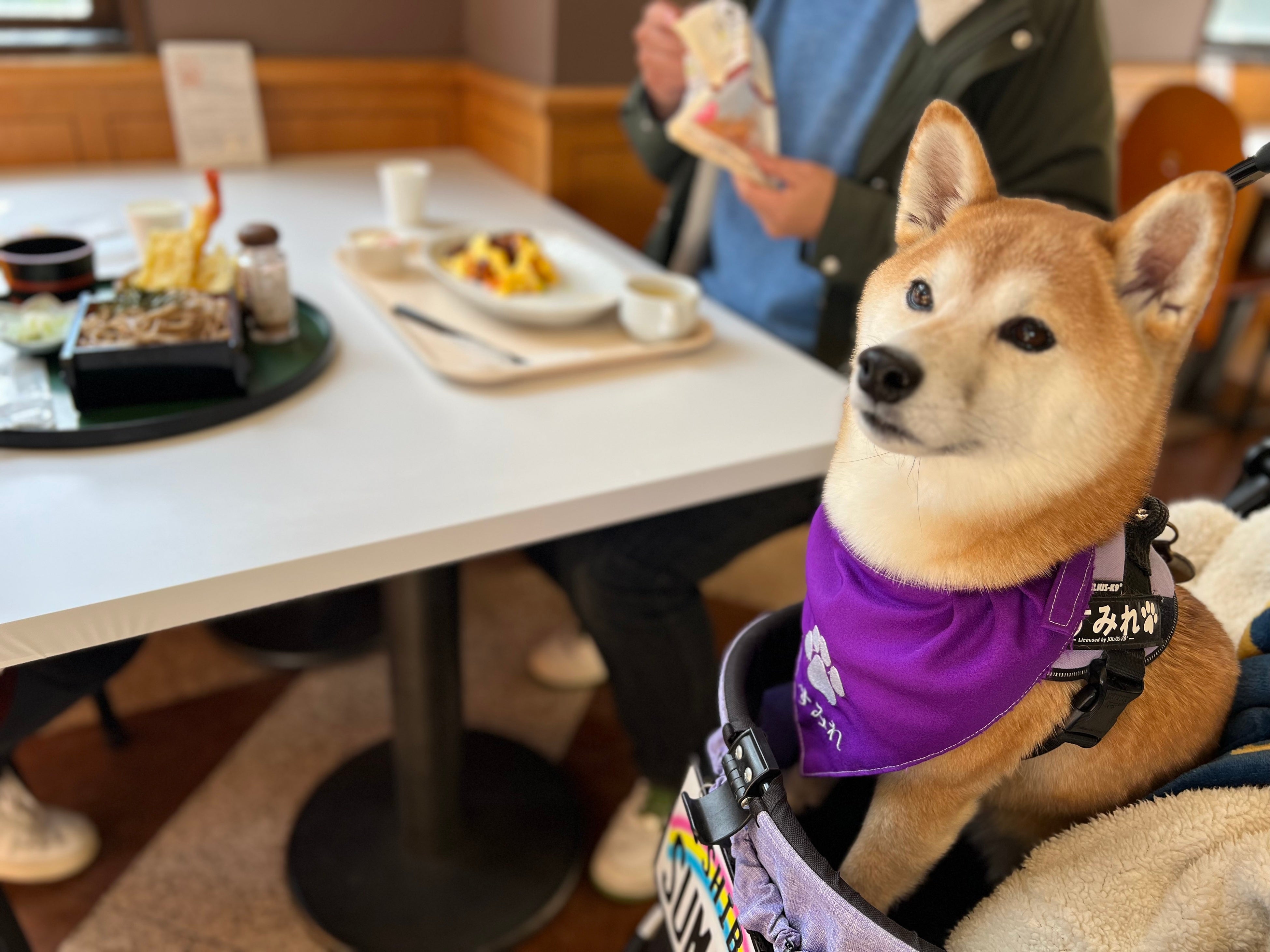 2024年7月17日(水)より、園内のレストランでわんちゃんと一緒にランチ！