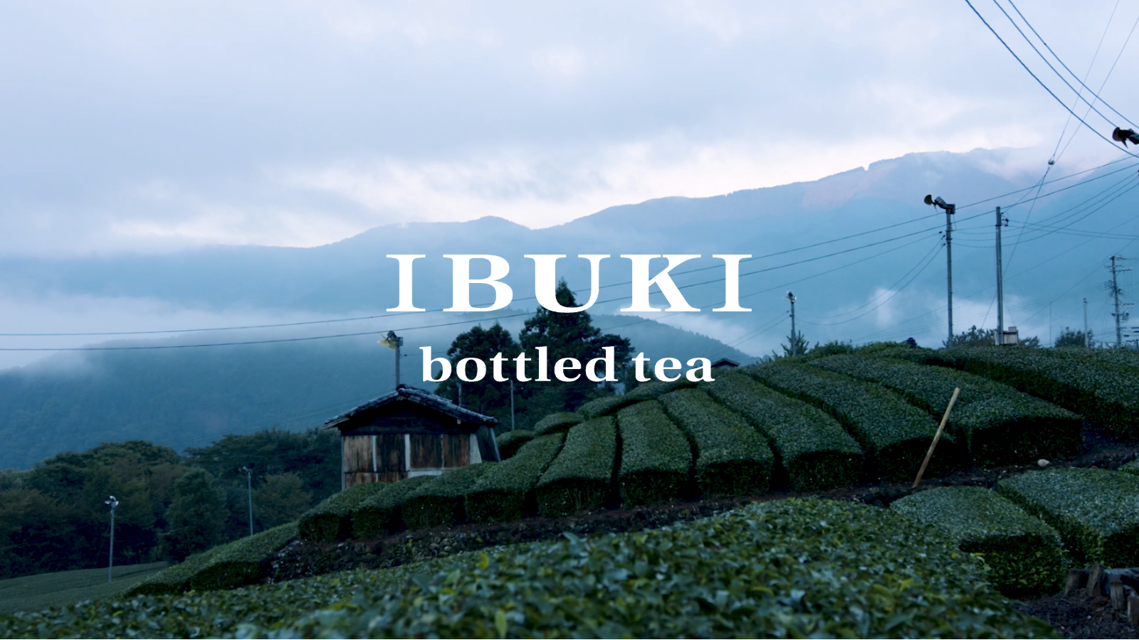 ボトリングティーブランド「IBUKI bottled tea」の新商品、烏龍茶ボトリングティー「SEISOU」を発売開始。