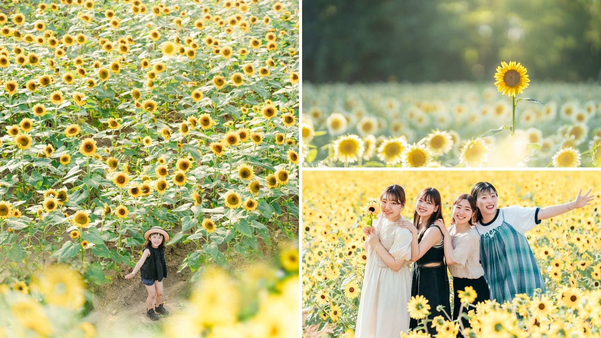 【広島／世羅】サプライズでひまわりの花束を贈ろう　サプライズSummerブーケ《世羅高原農場》