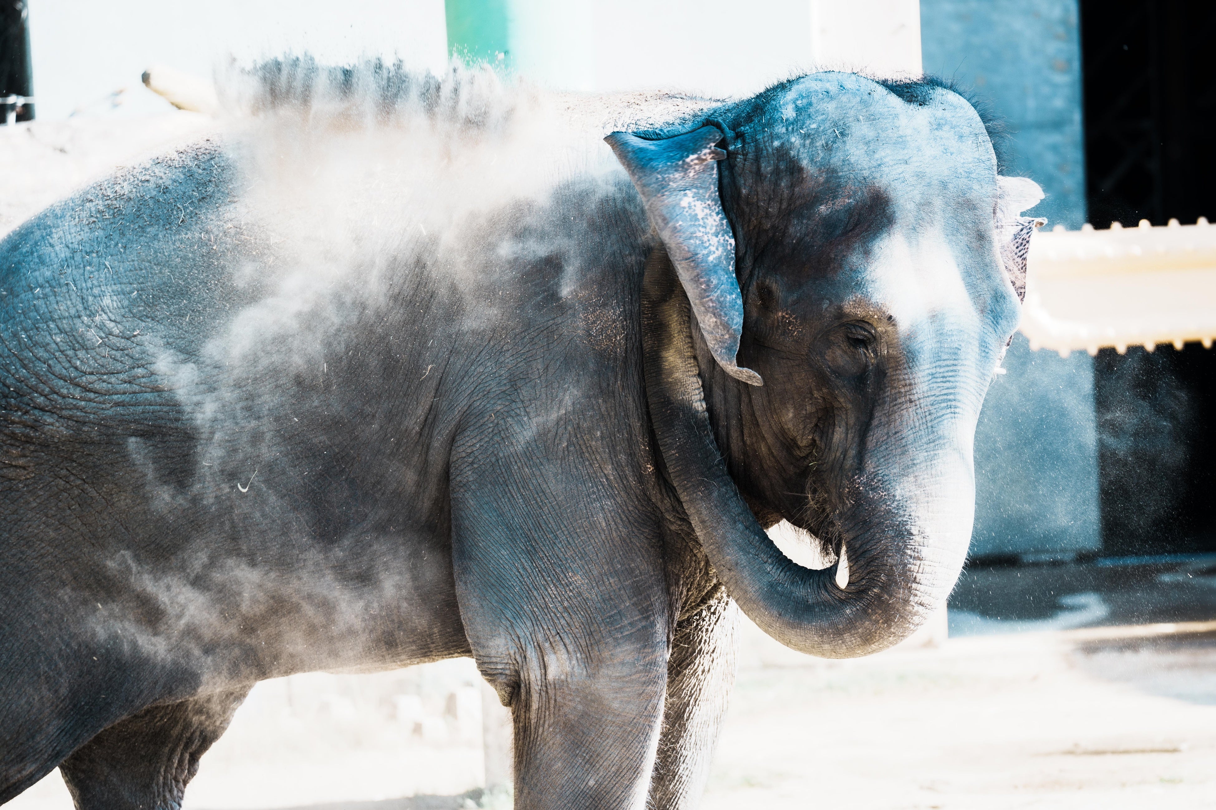 『日本の動物園水族館探求メディア wizoo』のリリースを記念してSunshine City SOLARIUM(サンシャインシティ ...