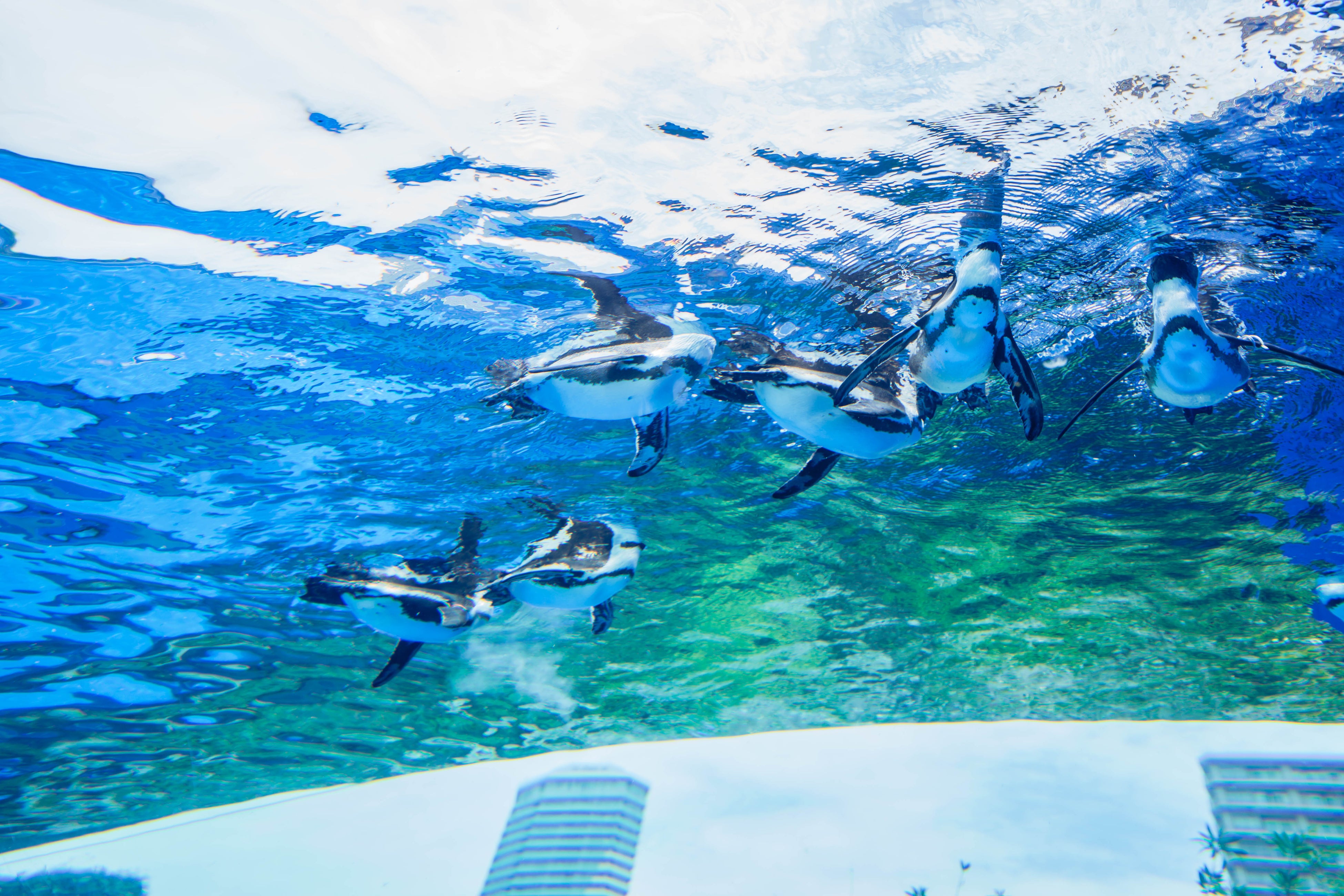 『日本の動物園水族館探求メディア wizoo』のリリースを記念してSunshine City SOLARIUM(サンシャインシティ ...