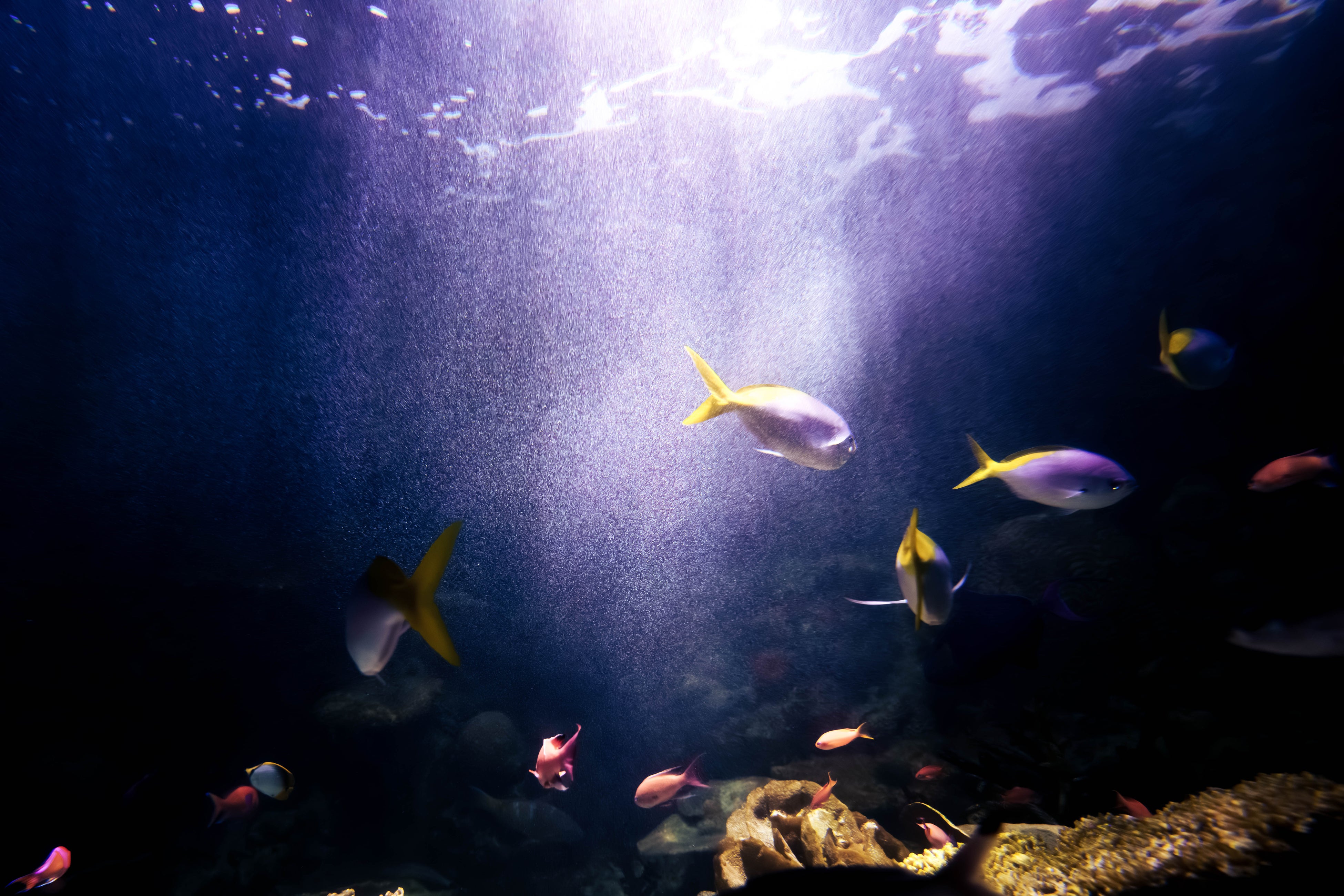 『日本の動物園水族館探求メディア wizoo』のリリースを記念してSunshine City SOLARIUM(サンシャインシティ ...