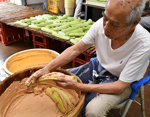 高槻市特産「服部越瓜（しろうり）」の漬け込み作業が最盛期