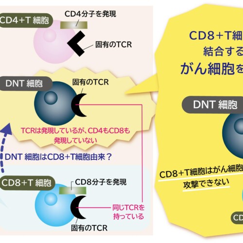 CD4-CD8-ダブルネガティブT細胞が大腸がんを攻撃する免疫を抑えている？