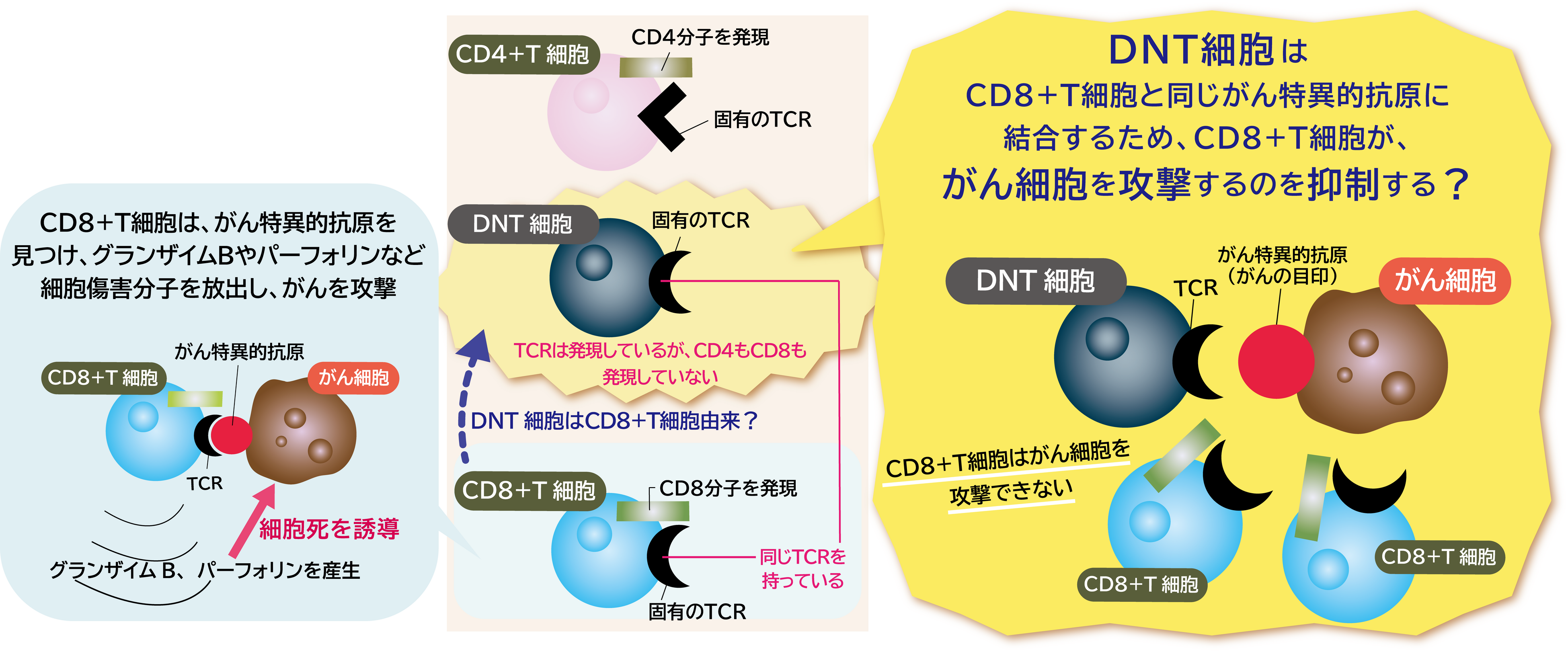 CD4-CD8-ダブルネガティブT細胞が大腸がんを攻撃する免疫を抑えている？