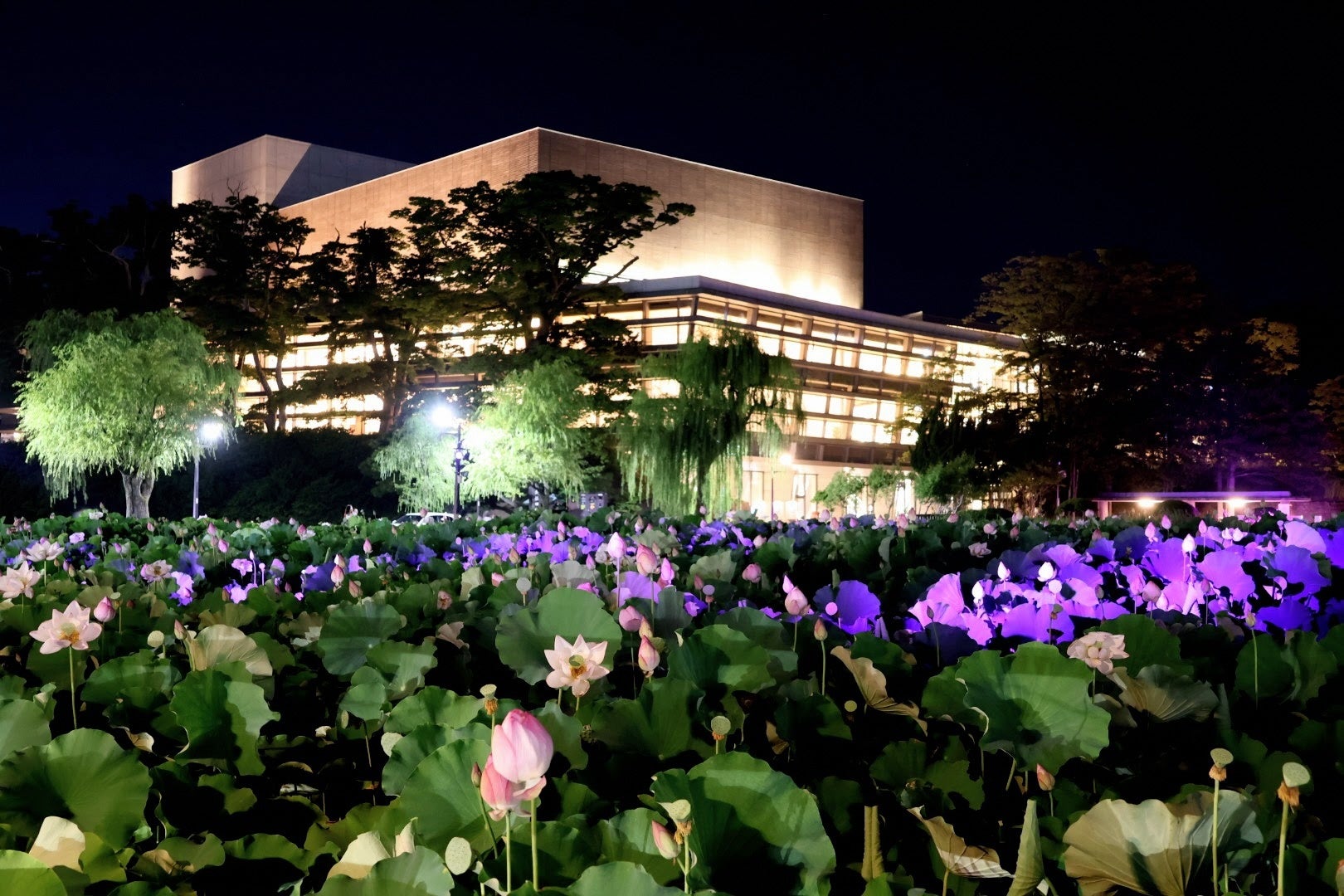 千秋公園蓮の花ライトアップ