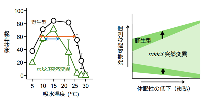 種子が発芽する温度範囲を決める仕組みを解明　　　　　　　　　　 〜気候変動に対応した種子発芽制御技術へ...