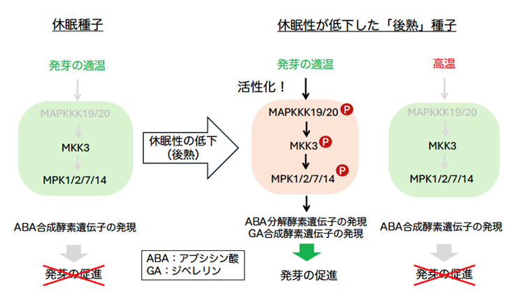 種子が発芽する温度範囲を決める仕組みを解明　　　　　　　　　　 〜気候変動に対応した種子発芽制御技術へ...