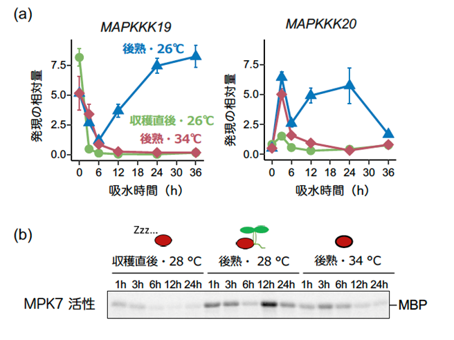 種子が発芽する温度範囲を決める仕組みを解明　　　　　　　　　　 〜気候変動に対応した種子発芽制御技術へ...