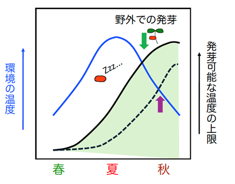 種子が発芽する温度範囲を決める仕組みを解明　　　　　　　　　　 〜気候変動に対応した種子発芽制御技術へ...