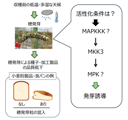 種子が発芽する温度範囲を決める仕組みを解明　　　　　　　　　　 〜気候変動に対応した種子発芽制御技術へ...