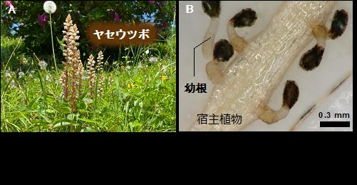 植物ホルモンであるオーキシンが根寄生雑草の幼根伸長を制御することを発見～根寄生雑草を防除するための新た...