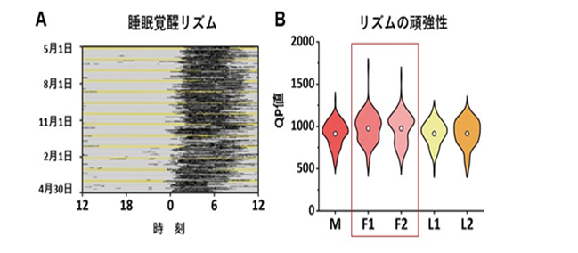 月経ステージによって睡眠リズムが変化することが明らかに　　　　～スマートウォッチで妊活が可能に！～