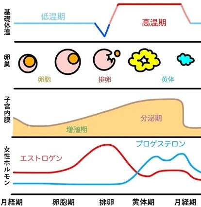 月経ステージによって睡眠リズムが変化することが明らかに　　　　～スマートウォッチで妊活が可能に！～