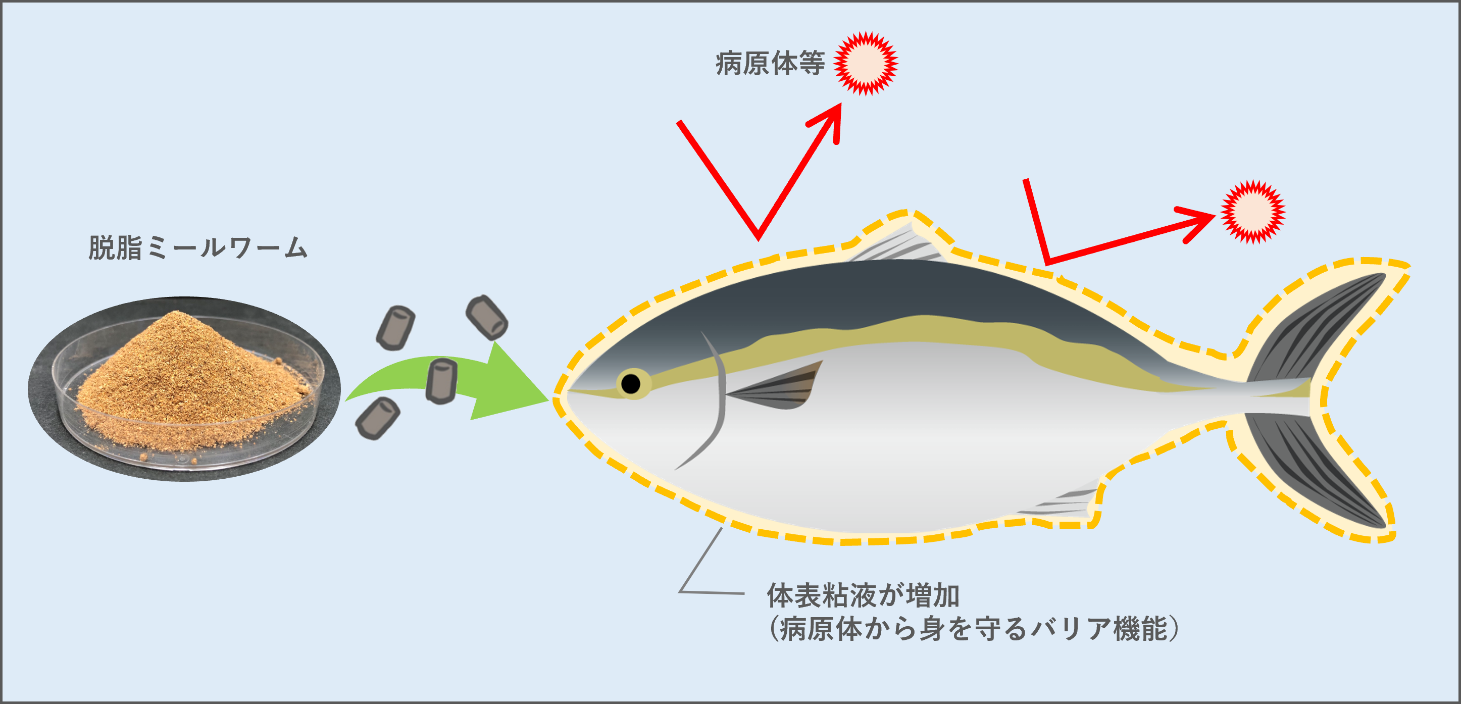 【フィード・ワン】昆虫タンパクで養殖魚の体表粘液の増加を確認し特許出願！養殖魚の生体バリア機能向上に期待