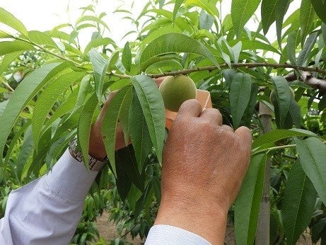 これからが旬の桃。「草間もも直売まつり2024」が開催されます。～岡山県新見市は、県内唯一の「二桃流」の産...