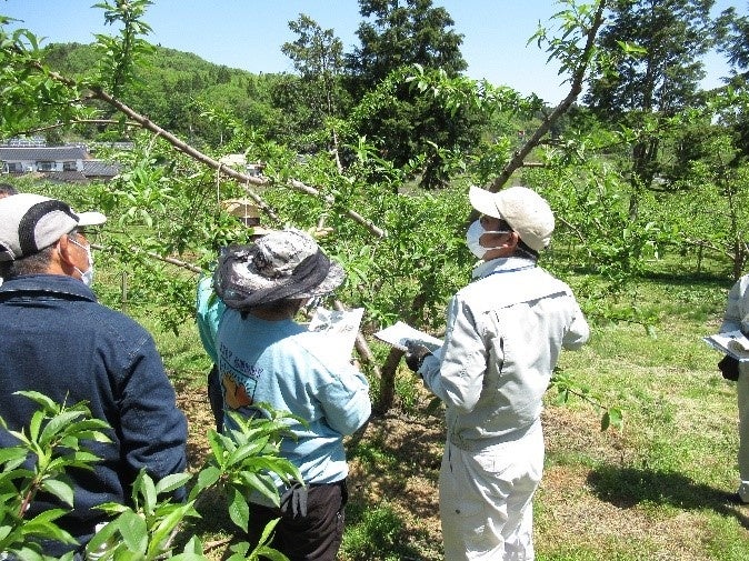 これからが旬の桃。「草間もも直売まつり2024」が開催されます。～岡山県新見市は、県内唯一の「二桃流」の産...