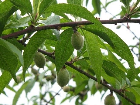 これからが旬の桃。「草間もも直売まつり2024」が開催されます。～岡山県新見市は、県内唯一の「二桃流」の産...