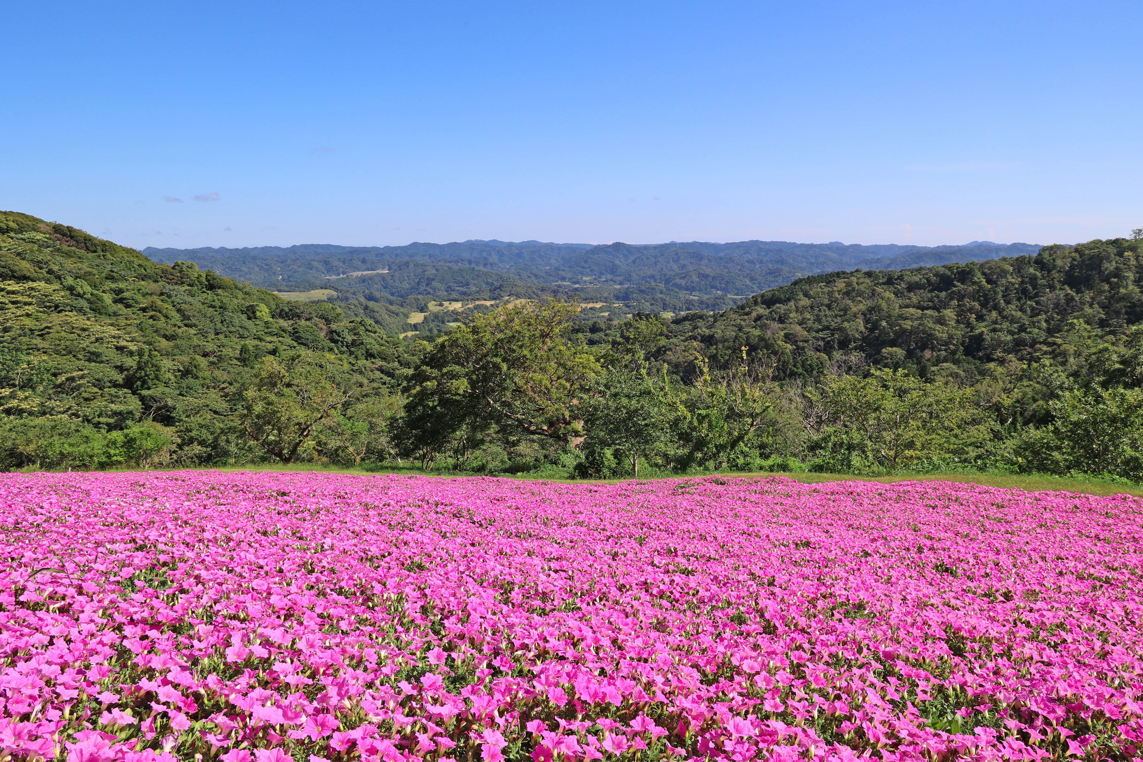 マザー牧場に桃色の絶景が登場！2万株の花が咲く『桃色吐息』の花畑が見頃入り！