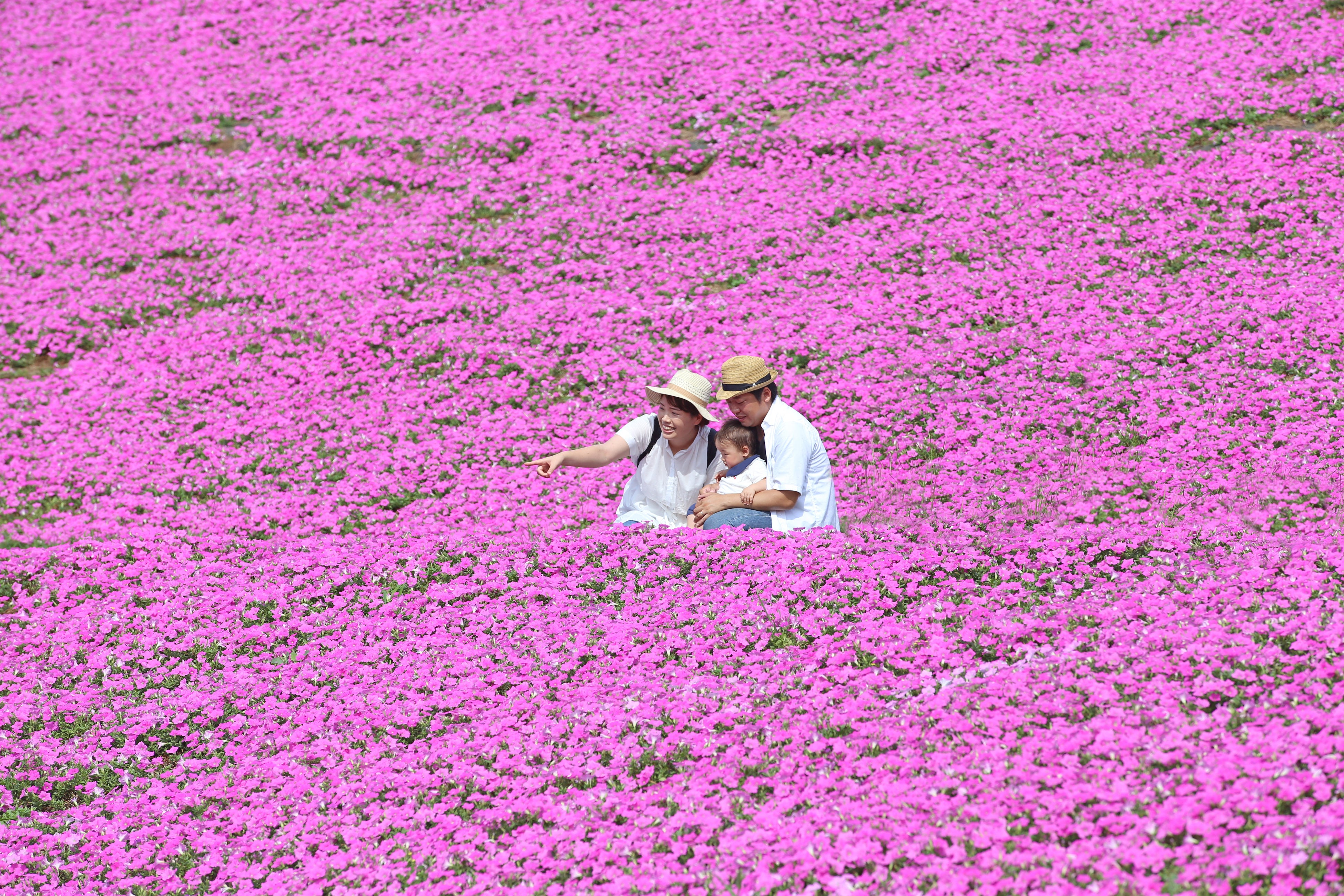 マザー牧場に桃色の絶景が登場！2万株の花が咲く『桃色吐息』の花畑が見頃入り！