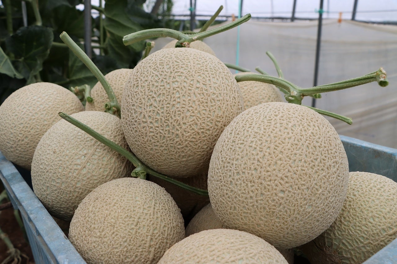 【岐阜県高山市】糖度13度以上のコクのある豊かな甘さが特徴「飛騨メロン」が最盛期