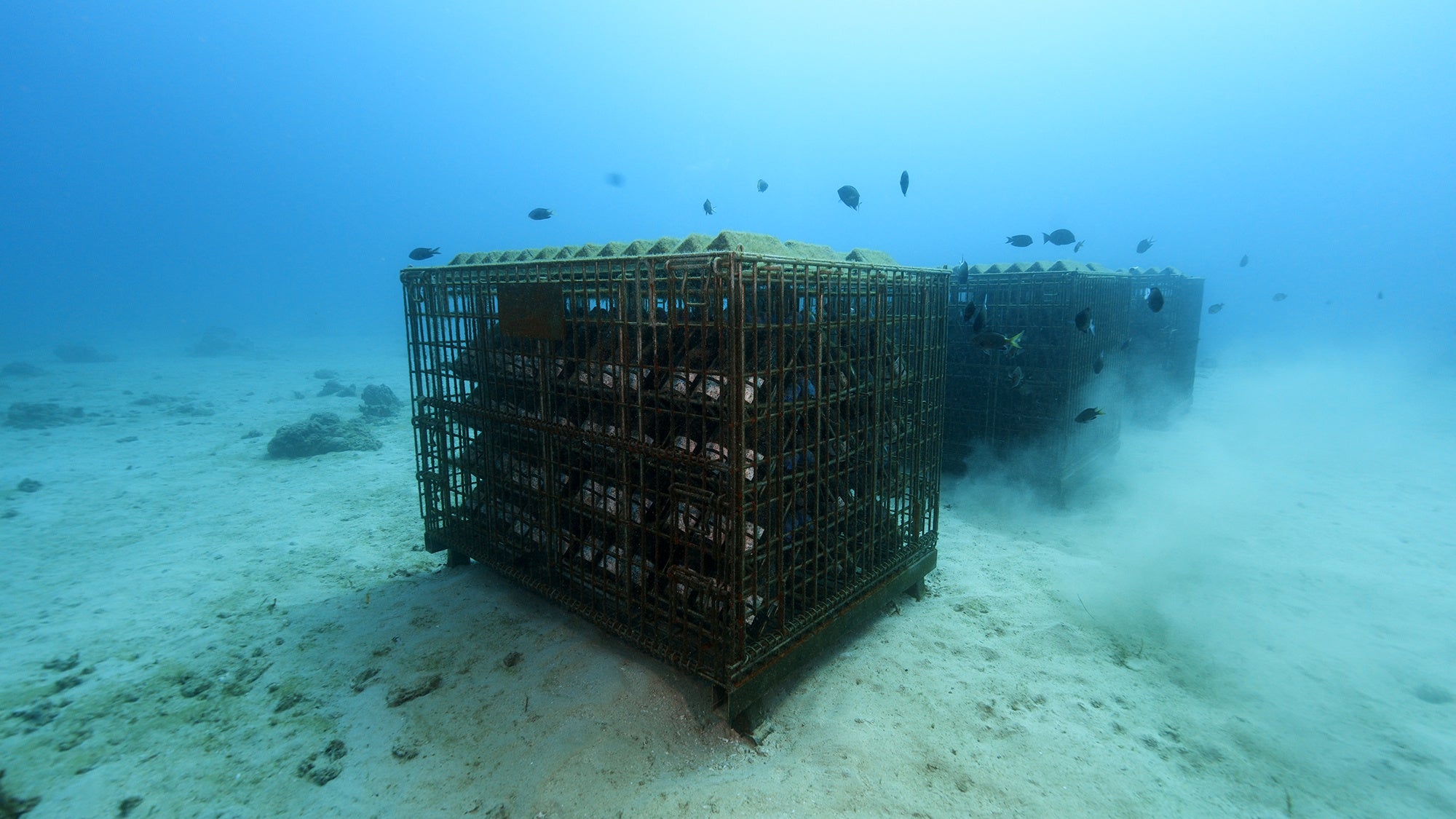 世界自然遺産・奄美大島の豊かな海で“海のテロワール”を創るサステナブルな海底熟成ワインセラー「tlass SEA ...