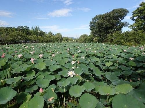 丹波篠山市　夏の風物詩　篠山城跡南堀のハスの開花が始まりました