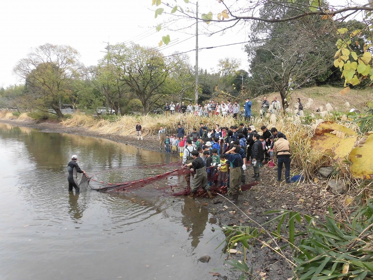 丹波篠山市　夏の風物詩　篠山城跡南堀のハスの開花が始まりました